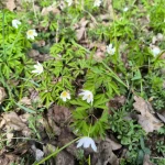 opieka seniora - zdjęcie ogłoszenia Poszukuję osoby do opieki dla taty - 2go maja