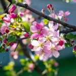 opieka seniora - zdjęcie ogłoszenia Pomóc dla Mamy w utrzymaniu higieny