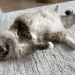 opieka seniora - zdjęcie profilowe użytkownika Paulina T.