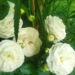 opieka seniora - zdjęcie ogłoszenia Szukam opieki do osoby starszej 