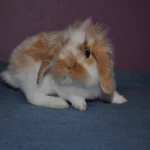 opieka seniora - zdjęcie profilowe użytkownika Dorota B.