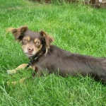 opieka seniora - zdjęcie ogłoszenia Szukam osoby do pomocy w opiece 2h rano