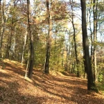 opieka seniora - zdjęcie ogłoszenia Szukam opieki seniora