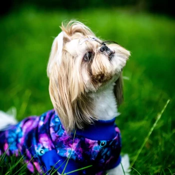 Opiekun: Katarzyna D.