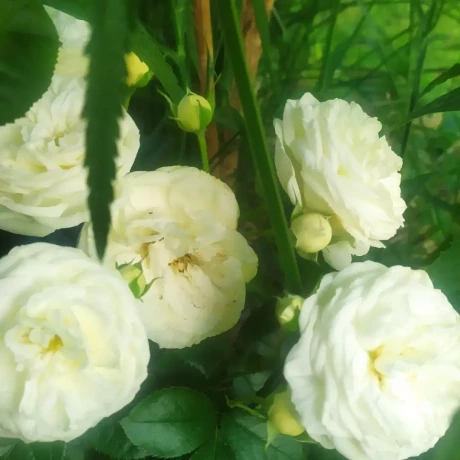 Szukam: Margarete M.