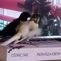 zdjęcie 4