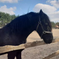 zdjęcie 11
