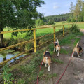 zdjęcie 11