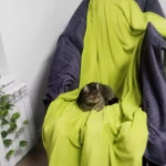 opieka zwierząt - zdjęcie ogłoszenia  Opieka nad kotem u opiekuna