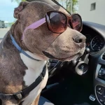 opieka zwierząt - zdjęcie ogłoszenia pies - wizyty u zwierzaka, 13.04