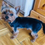 opieka zwierząt - zdjęcie ogłoszenia Opieka zwierząt Koło