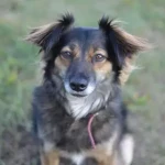 opieka zwierząt - zdjęcie profilowe użytkownika Zosia D.
