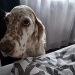 opieka zwierząt - zdjęcie ogłoszenia Opieka dla setera angielskiego Warszawa Ursunów