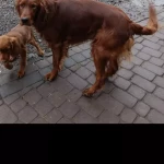 opieka zwierząt - zdjęcie ogłoszenia Opiekun pies