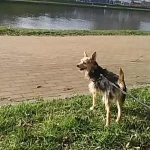 opieka zwierząt - zdjęcie profilowe użytkownika Ewelina S.