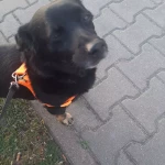 opieka zwierząt - zdjęcie ogłoszenia pies - nocleg w domu opiekuna, 08.07 - 01.09