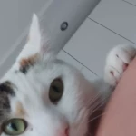 opieka zwierząt - zdjęcie ogłoszenia kot - wizyty u zwierzaka, 07.05 - 10.05