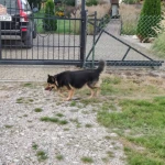 opieka zwierząt - zdjęcie ogłoszenia pies - nocleg w domu opiekuna, 14.06 - 16.06