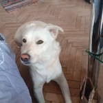 opieka zwierząt - zdjęcie ogłoszenia Opieka zwierząt Elbląg