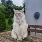 opieka zwierząt - zdjęcie ogłoszenia kot - nocleg w domu opiekuna, 03.04 - 24.04