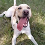 opieka zwierząt - zdjęcie ogłoszenia pies - wizyty u zwierzaka, 16.04 - 17.04