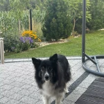 opieka zwierząt - zdjęcie ogłoszenia Szukamy osoby do opieki na czas wyjazdu dla Bordera coli - suczka