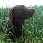 opieka zwierząt - zdjęcie profilowe użytkownika Agnieszka B.