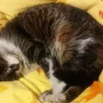 opieka zwierząt - zdjęcie profilowe użytkownika Aleksandra C.