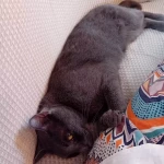 opieka zwierząt - zdjęcie ogłoszenia Szukamy osoby do opieki