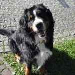 opieka zwierząt - zdjęcie profilowe użytkownika Zofia T.