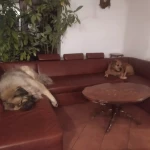 opieka zwierząt - zdjęcie ogłoszenia pies - wizyty u zwierzaka, 20.03 - 21.03