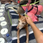 opieka zwierząt - zdjęcie profilowe użytkownika Hanna S.