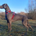 opieka zwierząt - zdjęcie ogłoszenia pies - wyprowadzanie na spacer, 19.05 - 31.05