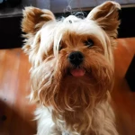 opieka zwierząt - zdjęcie profilowe użytkownika Kamila L.