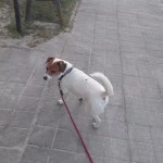 opieka zwierząt - zdjęcie ogłoszenia pies - nocleg w domu opiekuna, 13.03 - 15.03