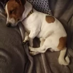 opieka zwierząt - zdjęcie ogłoszenia Spacer z Jack Russell terrier 