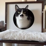 opieka zwierząt - zdjęcie ogłoszenia kot - wizyty u zwierzaka, 31.03 - 05.04