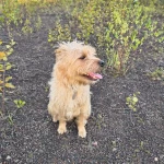 opieka zwierząt - zdjęcie ogłoszenia Potrzebna pomoc Radzionków