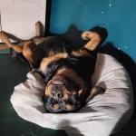 opieka zwierząt - zdjęcie profilowe użytkownika Agnieszka L.