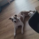 opieka zwierząt - zdjęcie ogłoszenia pies - nocleg w domu opiekuna, 28.04 - 30.04