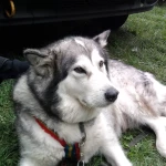 opieka zwierząt - zdjęcie profilowe użytkownika Małgorzata S.
