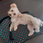 opieka zwierząt - zdjęcie profilowe użytkownika Zuza U.