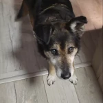 opieka zwierząt - zdjęcie ogłoszenia Szukamy osoby do opieki