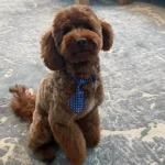 opieka zwierząt - zdjęcie profilowe użytkownika Lena L.