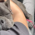 opieka zwierząt - zdjęcie profilowe użytkownika Oki K.