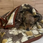 opieka zwierząt - zdjęcie profilowe użytkownika Joanna B.