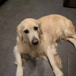 opieka zwierząt - zdjęcie ogłoszenia Spacery Psa Ursynow