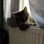 opieka zwierząt - zdjęcie profilowe użytkownika Anna C.