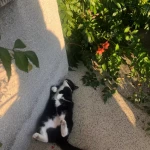 opieka zwierząt - zdjęcie profilowe użytkownika Anna L.