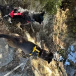 opieka zwierząt - zdjęcie ogłoszenia 2 psy - wyprowadzanie na spacer, 24.04 - 24.04